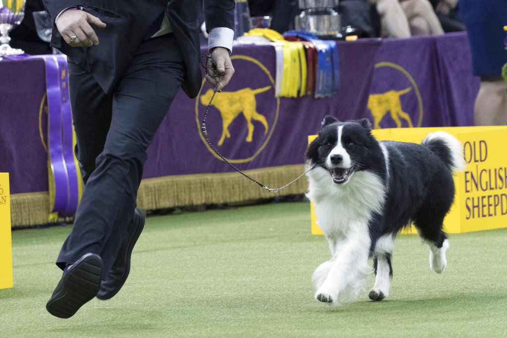 Westminster Dog Show